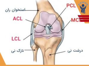 رباطهای صلیبی زانو ،قسمت (2) PCL/ فیزیوتراپی در شرق تهران