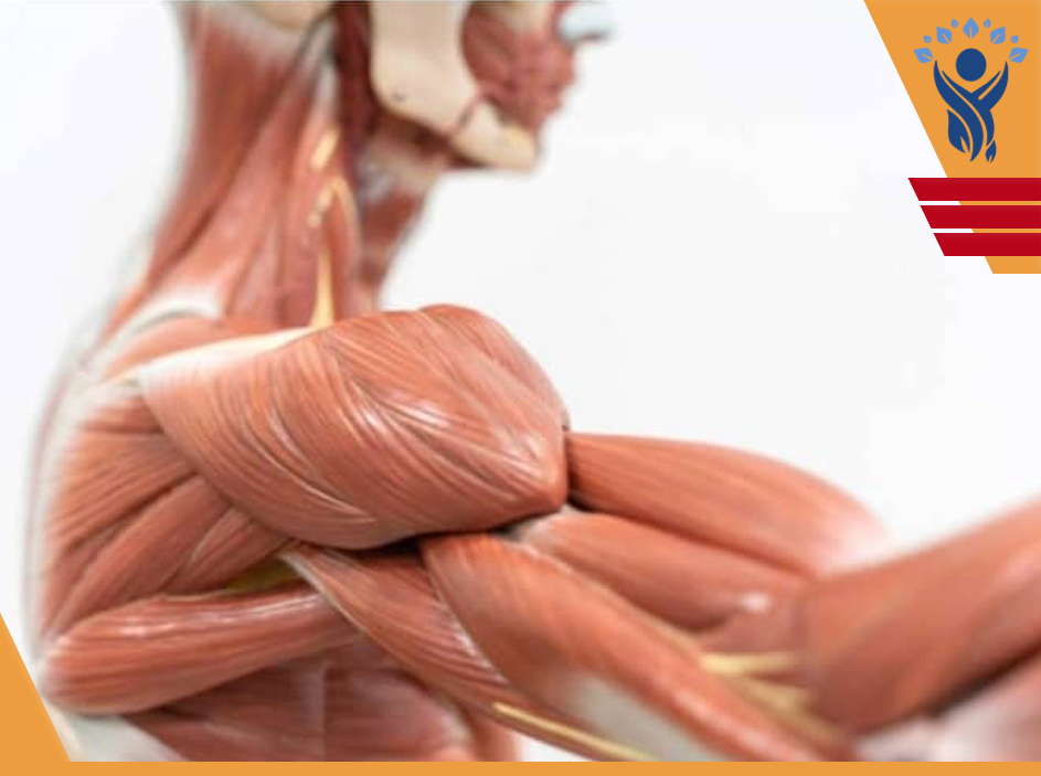 رابدومیلیز (Rhabdomyolysis)/فیزیوتراپی در تهرانپارس