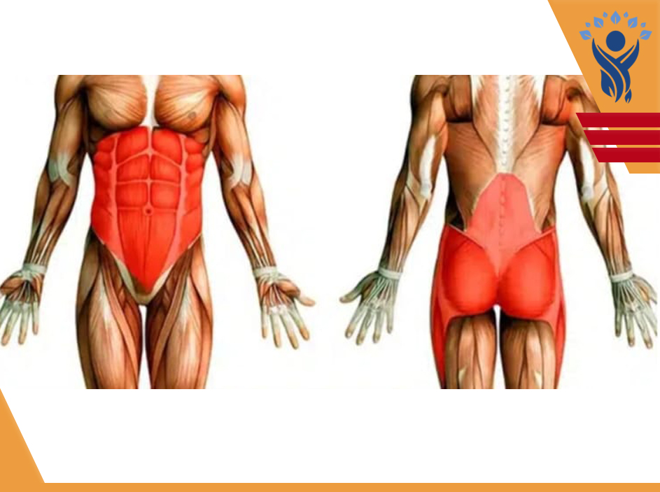 عضلات Core /فیزیوتراپی در تهرانپارس