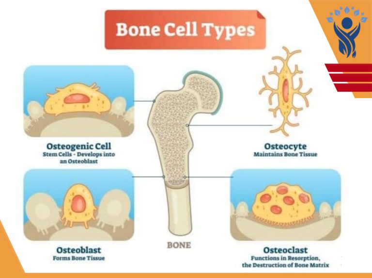 استخوانسازی(Osteogenesis) /فیزیوتراپی در فلکه سوم تهرانپارس