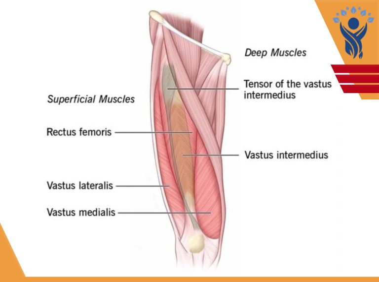 عضلات کوادریسپس (Quadriceps)/فیزیوتراپی در فلکه سوم تهرانپارس
