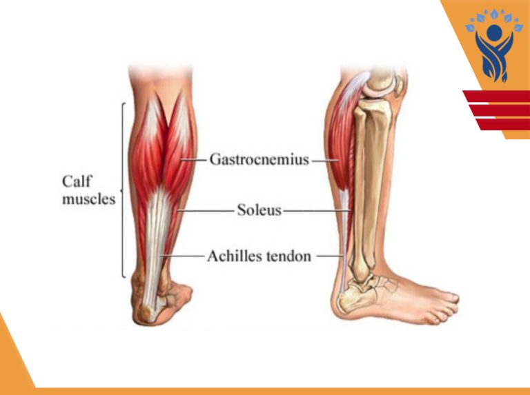 عضلات Calf /فیزیوتراپی در فلکه سوم تهرانپارس